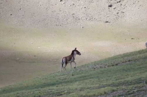 TREKKING IN LADAKH | CHANGTANG 2017